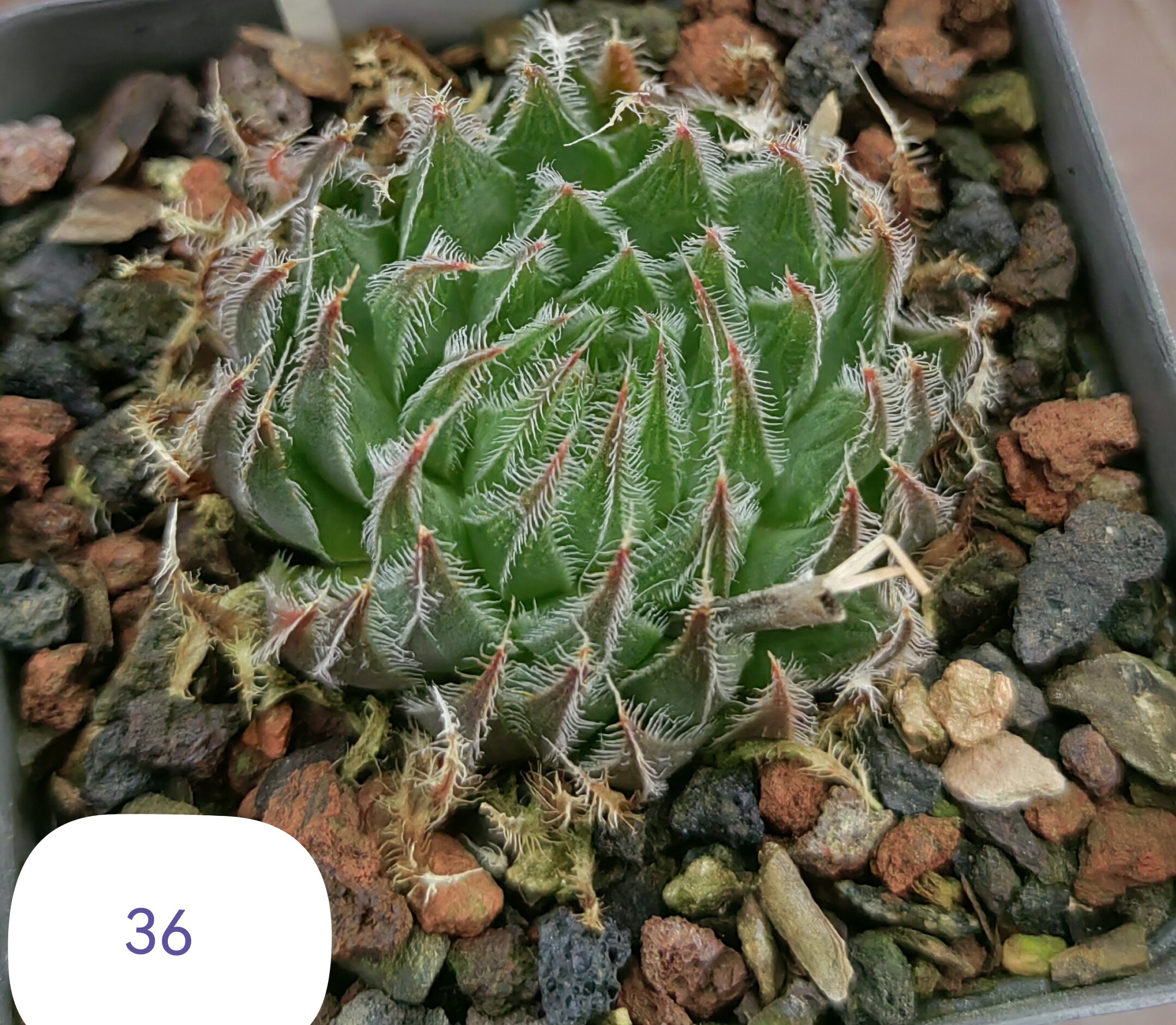 杂交寿实生株，冠径5cm，上架日期，2026年2月27日。