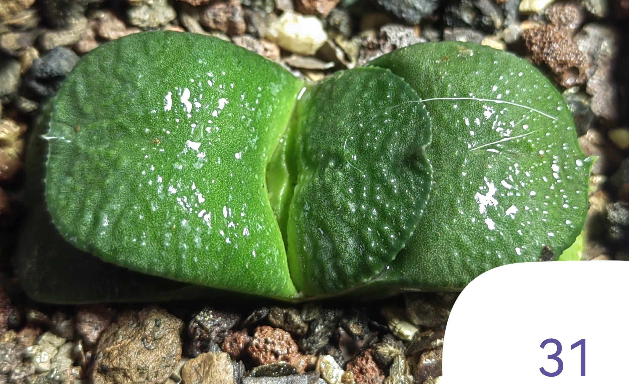 大疣卧牛实生株，冠径6cm，叶多肉植物