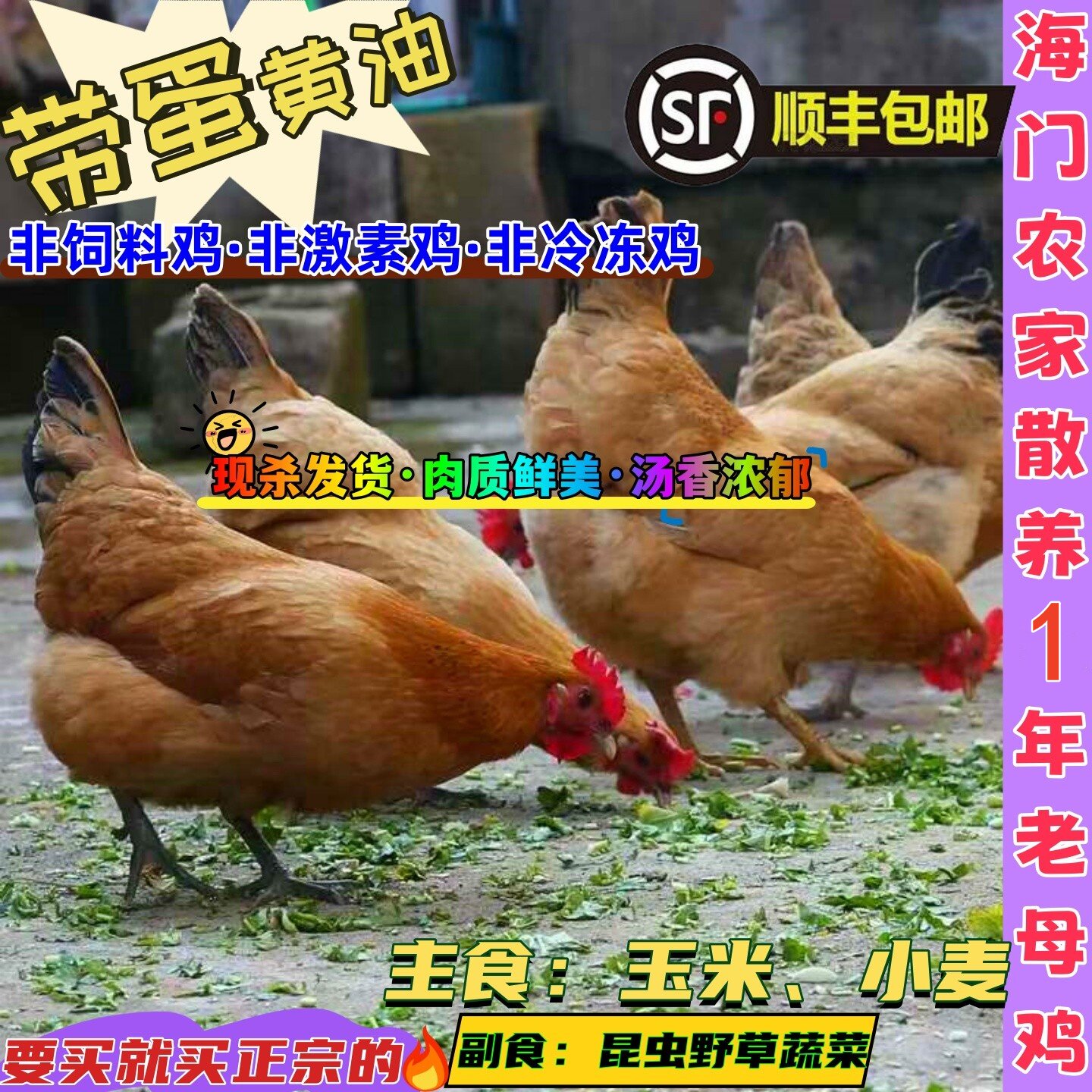 海门农家散养一年草鸡老母鸡土鸡月子鸡苏北农村走地活鸡现杀鲜美