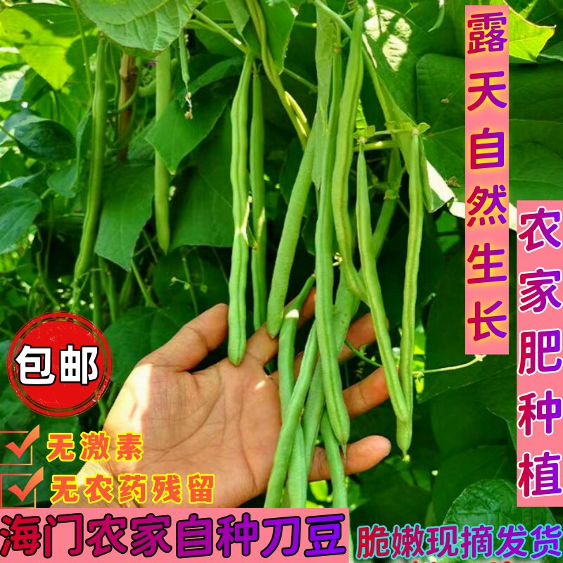 海门农家自种新鲜刀豆四季豆短豆角非扁刀豆青豆无筋芸豆豆类蔬菜