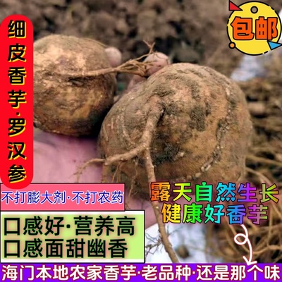 南通海门特产细皮香芋罗汉参地栗子香栗参 农家自种新鲜蔬菜 包邮