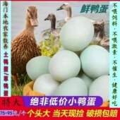 特大海门本地散养土鸭蛋新鲜现捡生鸭蛋草鸭蛋正宗农家散养柴鸭蛋