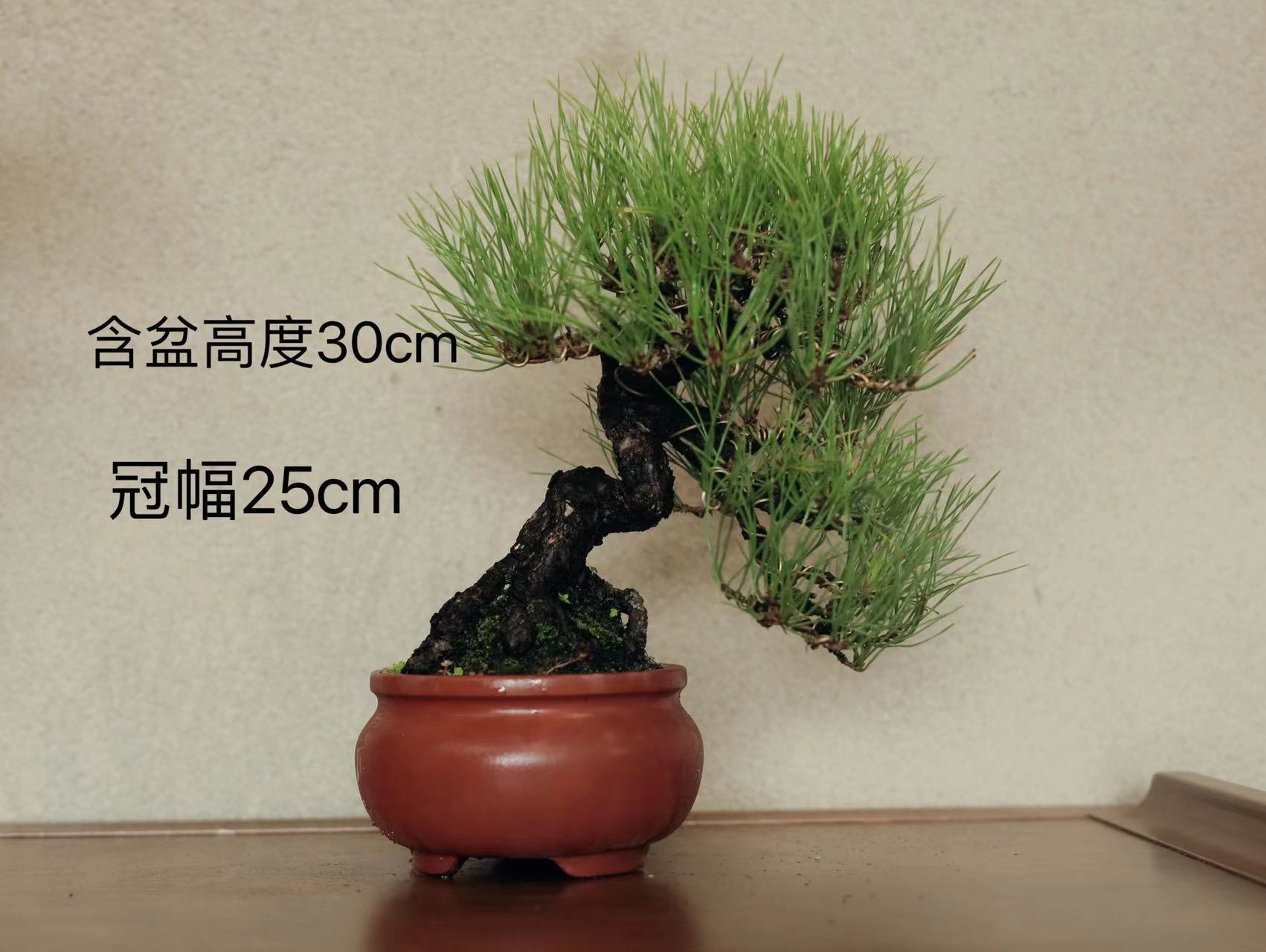 三河黑松进口盆景老桩室内庭院摆放 紫砂盆器高端盆景