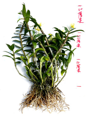 正宗雁荡山铁皮石斛苗可食用