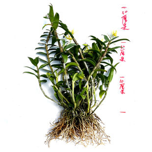 铁皮石斛苗盆栽苗正品霍山雁荡山苗室内外可钟可食用绿植花卉枫斗
