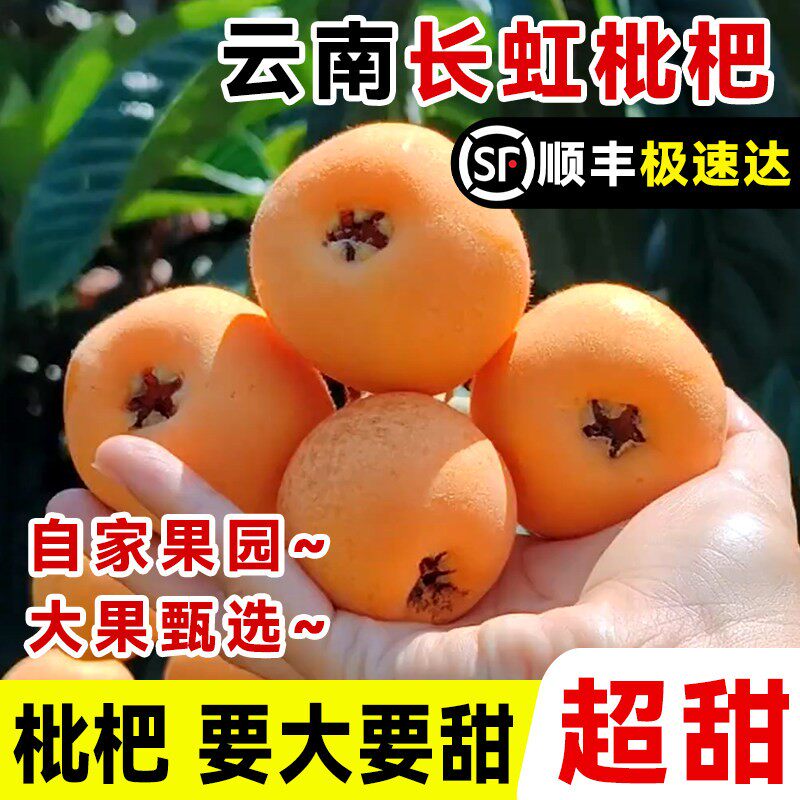 正宗云南蒙自长虹枇杷应当季新鲜水果现摘现发树上自然熟整箱包邮