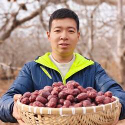 正宗生态新疆阿克苏灰枣大枣红枣吊干枣未清洗特级2025年新枣