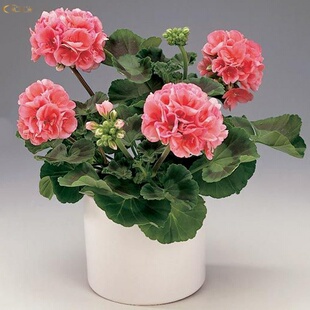 颜色随机发  重瓣天竺葵花苗 洋绣球阳台盆栽苗 四季开花天竺葵苗