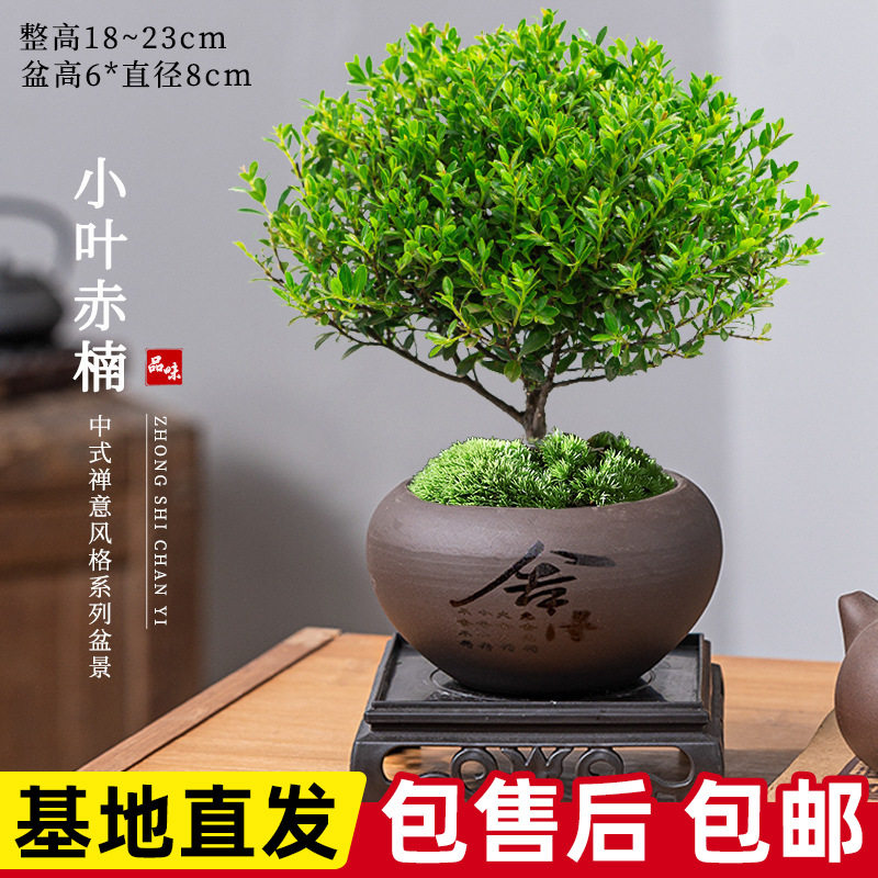 小叶赤楠老桩盆栽 迷你植物花卉盆栽 办公室内小绿植好养四季盆景