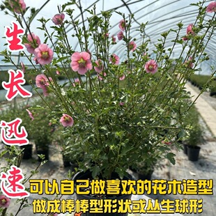 小木槿花棒棒糖花卉植物盆栽室内阳台庭院地栽带土发货易养活绿植