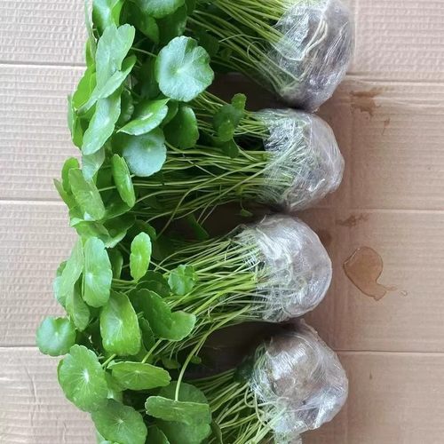铜钱草水培植物室内办公室桌面盆栽花卉四季常青绿植净化空气懒人