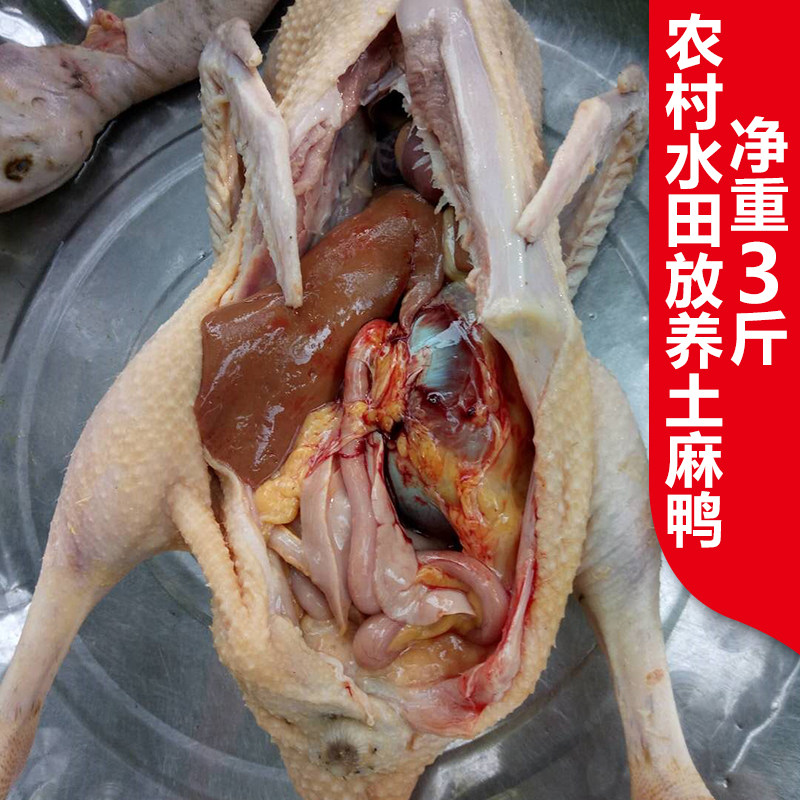正宗自养农家散养鸭水鸭子土鸭麻鸭活鸭子现杀新鲜子鸭肉净重3斤