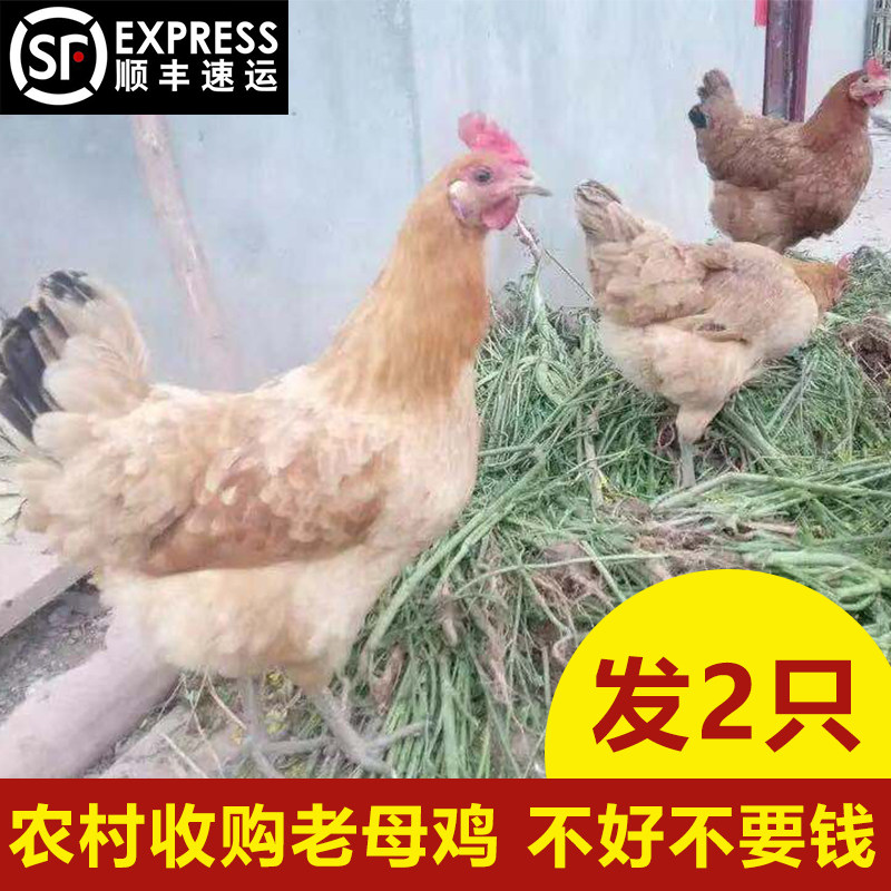 顺丰发2只 四川农村正宗土鸡 散养月子鸡老母鸡走地鸡草鸡笨鸡