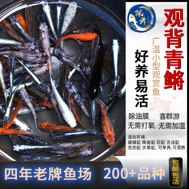 观背青鳉广温小型观赏鱼古法养鱼草缸红色黑色星光鱼卵鱼苗冷水鱼