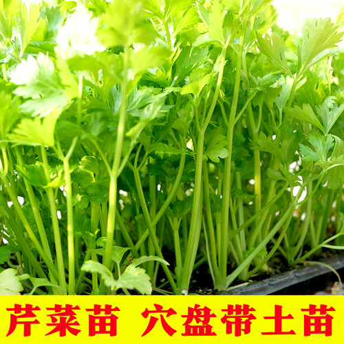 四季耐寒芹菜苗香芹苗皇后西芹秋冬蔬菜苗花菜苗莴苣莴笋西兰花苗