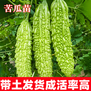 苦瓜苗绿苦瓜白苦瓜金铃子赖葡萄春季蔬菜种孑苗秧爬藤瓜带土带根