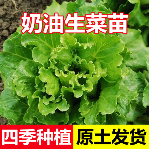 高产奶油生菜四季种植蔬菜苗秧苗