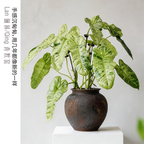 镧林景德镇粗陶陶瓷花瓶鲜花水培