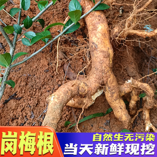 野外生岗梅根 纯根 天星木根 秤星树根 中药材秤星木500克干品 包