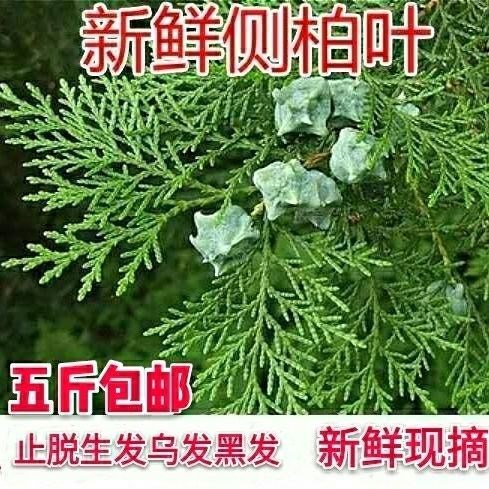 秦岭野生新鲜侧柏叶5斤乌发