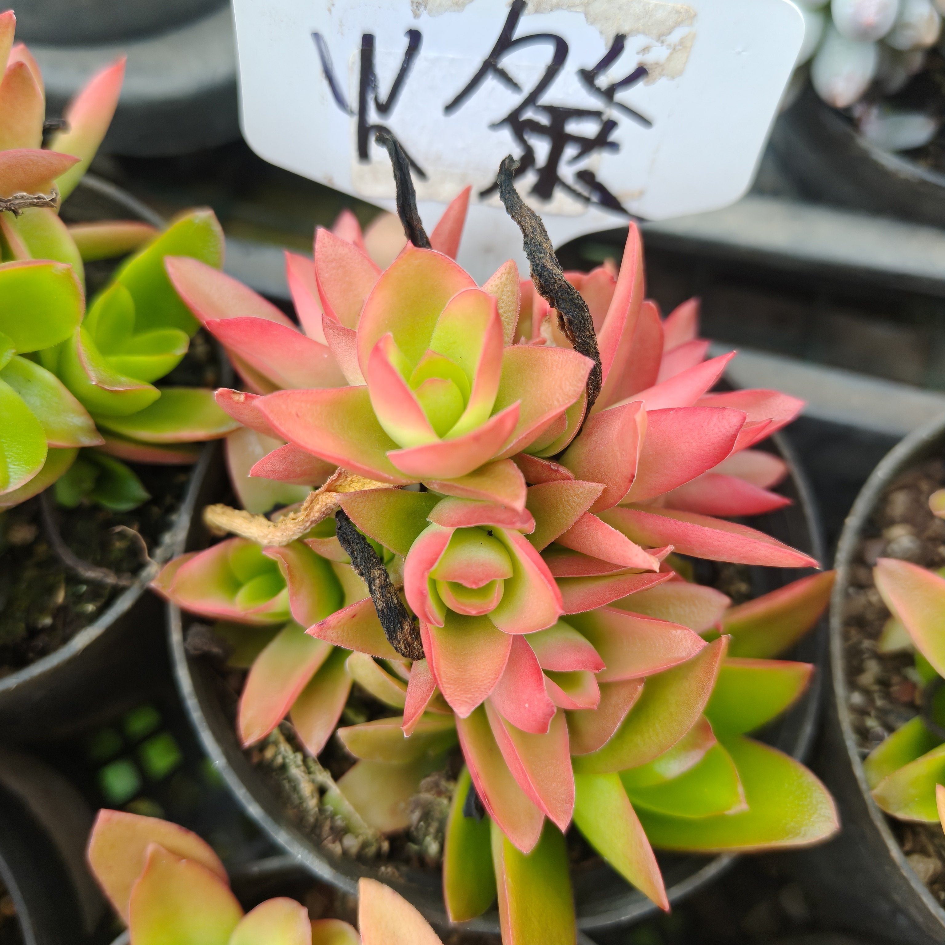 刘家花坊  火祭多肉    精多肉植物