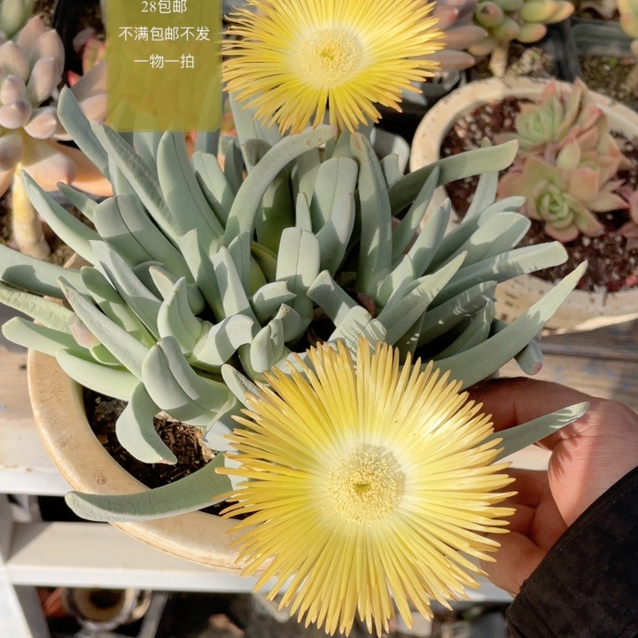 蟹钳,鲜花速递/花卉仿真/绿植园艺,多肉植物,淘宝优惠券,粉丝福利购,淘宝优惠卷