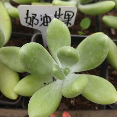 刘家花坊  奶油芒果多肉    精品老桩批发基地  室内室外清新绿植