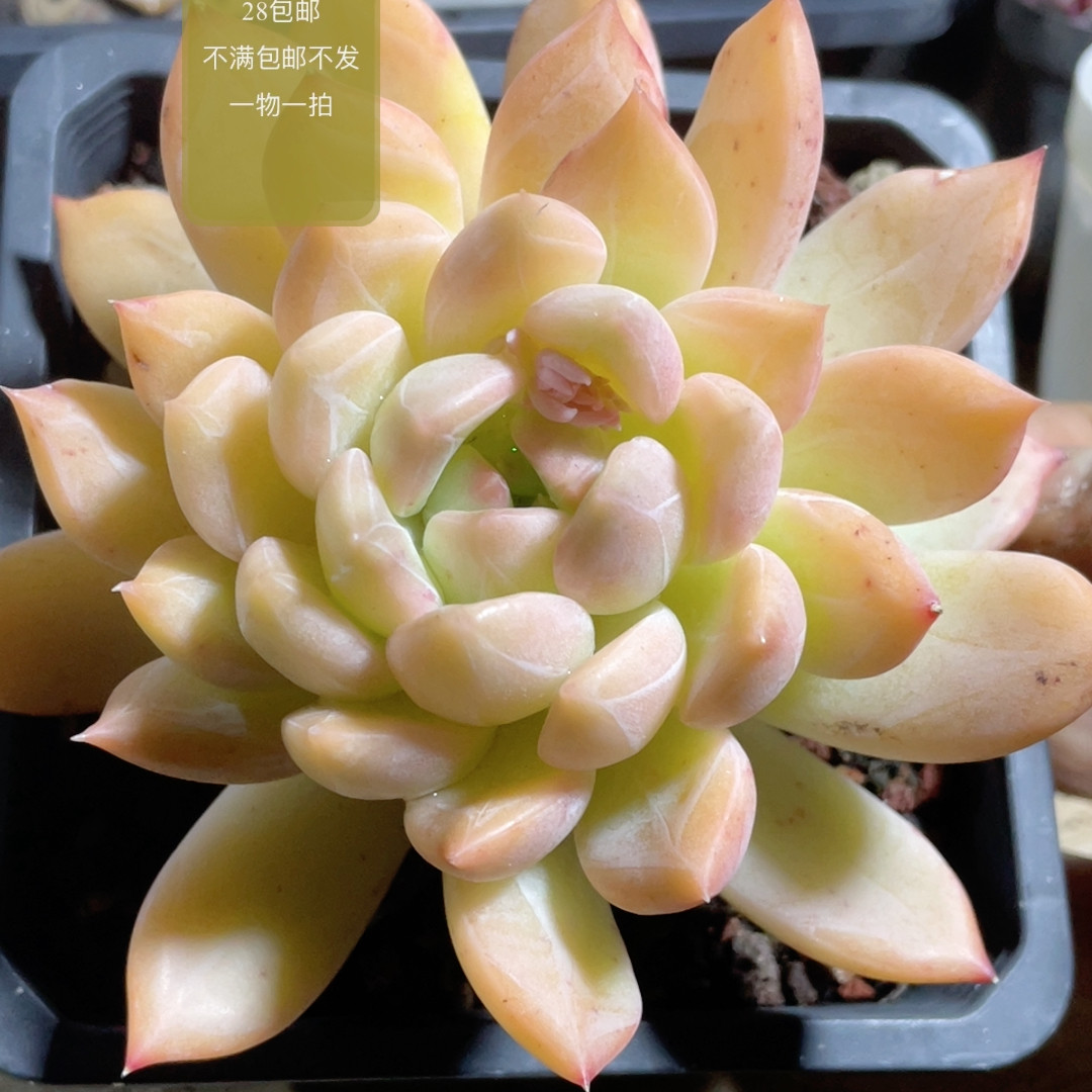 厚叶草,鲜花速递/花卉仿真/绿植园艺,多肉植物,淘宝优惠券,粉丝福利购,淘宝优惠卷