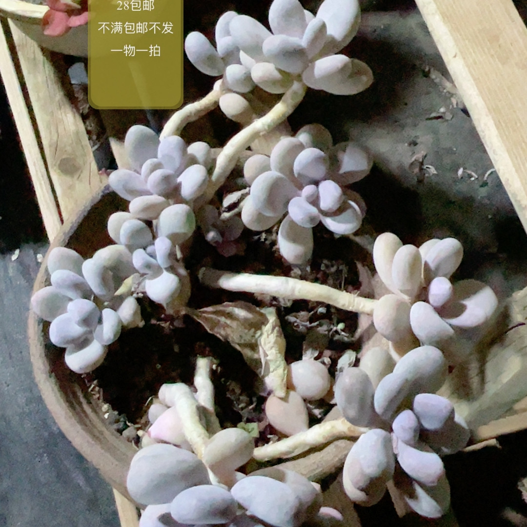 蛋黄奶,鲜花速递/花卉仿真/绿植园艺,多肉植物,淘宝优惠券,粉丝福利购,淘宝优惠卷