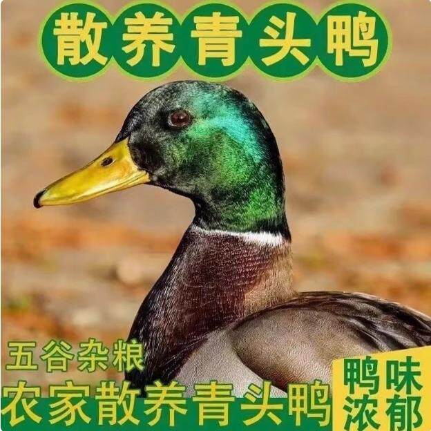 连州正宗农家散养青头鸭土鸭老鸭整只新鲜现杀水鸭麻鸭绿头野鸭子