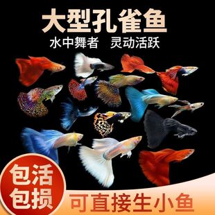 孔雀鱼精品纯种大尾巴凤尾鱼热带小型活鱼观赏鱼练手入门好养活