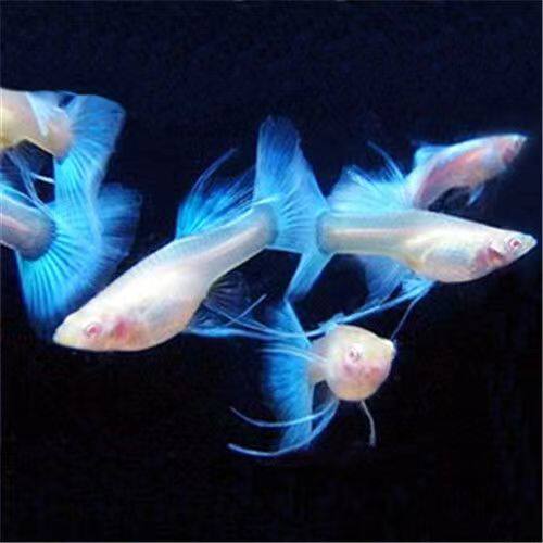 蓝白大c蝶翼粗挑孔雀鱼热带鱼精品繁殖组胎生凤尾鱼