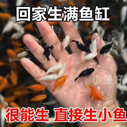 玛丽球皮球鱼胎生鱼热带观赏小型活鱼好养大肚母鱼