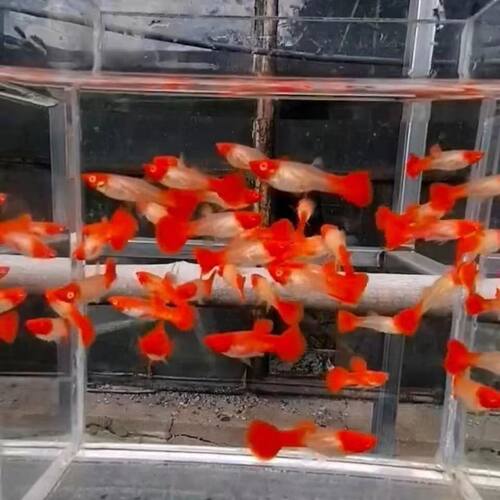 孔雀鱼精品热带鱼好养耐活练手
