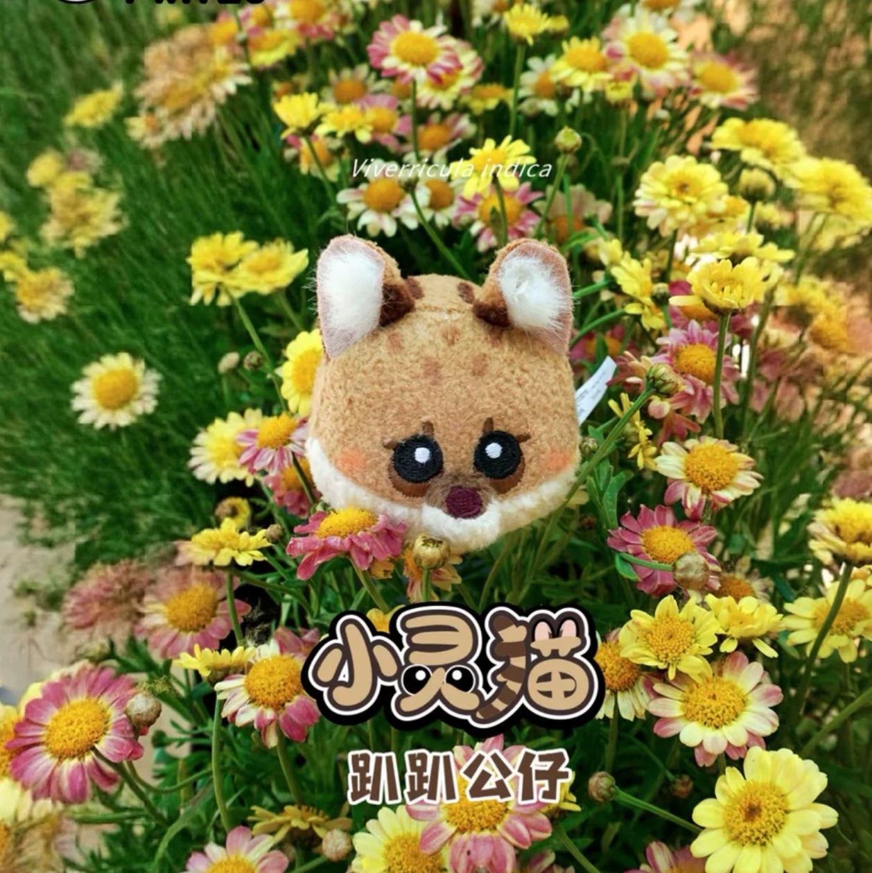 【现货】红山森林动物园虫洞重庆动物园小灵猫趴趴代购