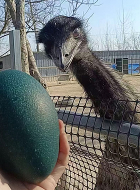 鸸鹋蛋 恐龙蛋食用农产品新鲜特产绿色 送礼佳品