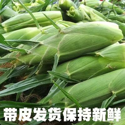 净重5斤山西当季新鲜水果玉新鲜甜脆可生吃爆浆黄金水果玉米整箱