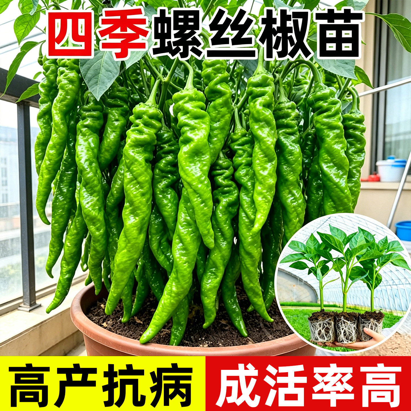 螺丝椒种子苗山东寿光辣椒苗菜种春季盆栽蔬菜辣椒种籽高产籽种秧图片