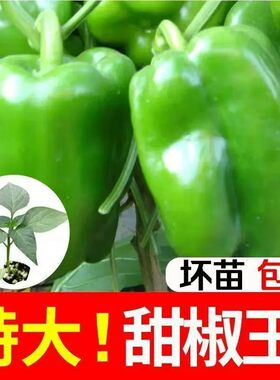 寿光辣椒种籽苗甜椒菜苗幼苗蔬菜四季秧苗灯笼菜椒孑太空椒带土