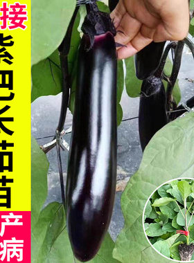 嫁接茄子苗寿光苗场直发