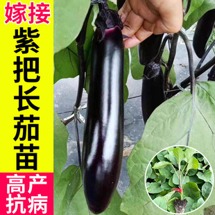 寿光嫁接茄子秧苗带土特大号高产长茄蔬菜秧苗长茄子苗杭茄苗