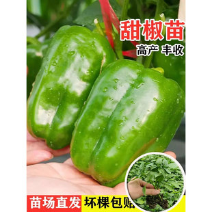 寿光甜椒苗绿方圆椒灯笼辣椒苗秧秧子高产四季春秋阳台盆栽蔬菜苗