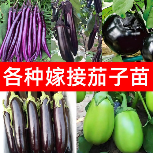 山东寿光嫁接茄子苗杭茄圆茄