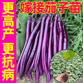 嫁接茄子苗杭茄一号带土特大号老品种山东寿光本地高产红紫大苗秧