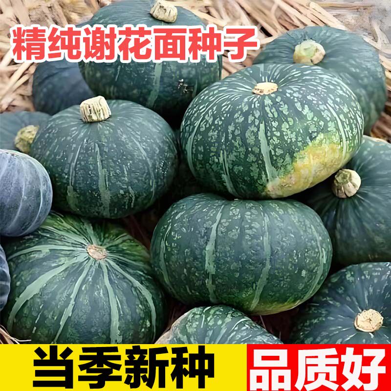 谢花面板栗南瓜种子东北老品种窝瓜贝贝倭瓜种籽肉厚甜面优质高产