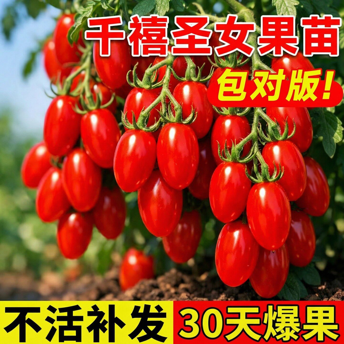 千禧圣女果秧超甜小番茄苗秧青甜2号水果阳台种植小西红柿盆栽苗