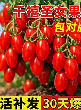 千禧圣女果秧超甜小番茄苗秧青甜2号水果阳台种植小西红柿盆栽苗