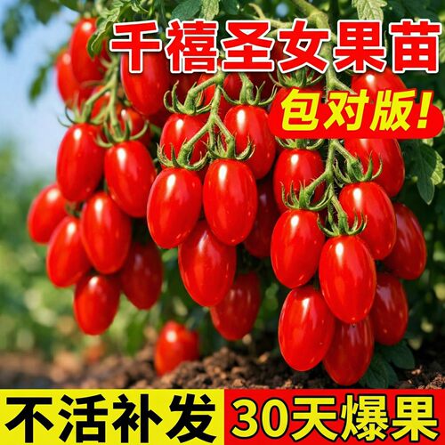 千禧圣女果秧超甜小番茄苗秧青甜2号水果阳台种植小西红柿盆栽苗