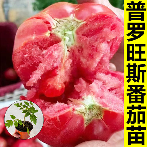 普罗旺斯西红柿苗秧大果沙瓤大粉嫁接番茄正宗老品种山东寿光带土