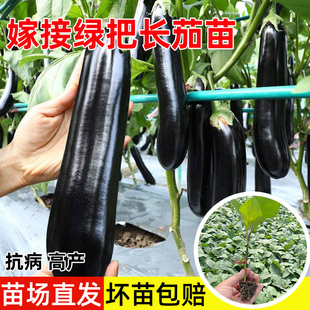 绿把大龙嫁接茄子苗带土特大号老品种山东寿光本地高产长红紫秧苗